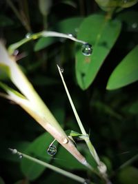 Close-up of water drops on blade of grass