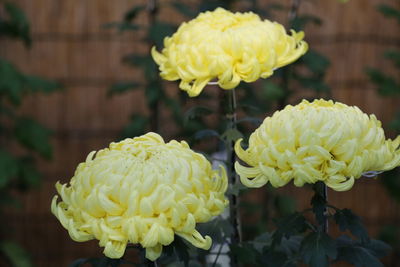 Close-up of yellow roses