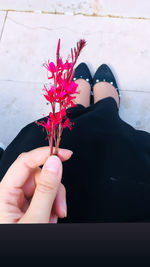 Low section of person holding pink flowering plant