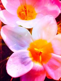 Close-up of pink flower