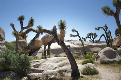 Trees on desert against clear sky