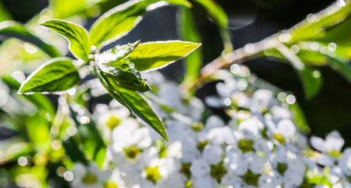 Close-up of white flowering plant
