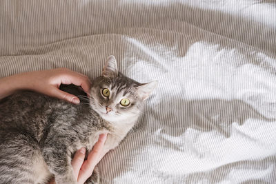 The hostess gently strokes her cat on the fur. the relationship between a cat and a person. 