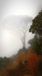 Plants growing on land against sky