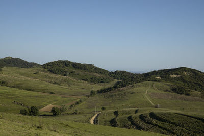 Scenic view of agricultural field against clear sky