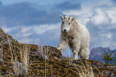 View of a mountain goat