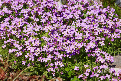 Close-up of purple flowers