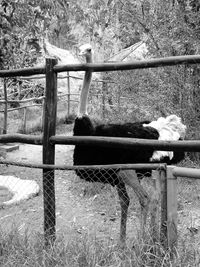 Cat on field by railing