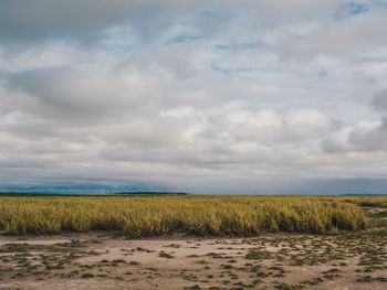 Scenic view of field against sky