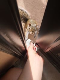 Cropped hand feeding squirrel