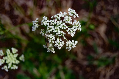 Close-up of white flowering plant