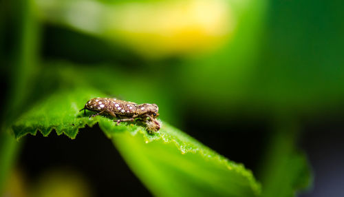 Close-up of insect on leaf