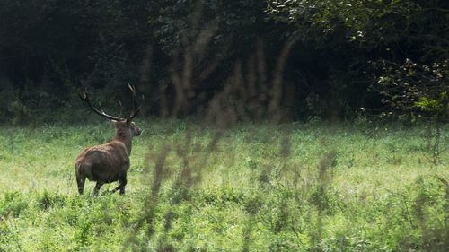 Deer on field in forest