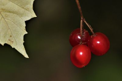 Close-up of red berries on plant