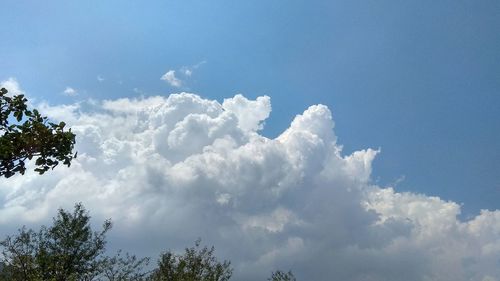 Low angle view of trees against sky