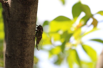 Close-up of insect perching on tree