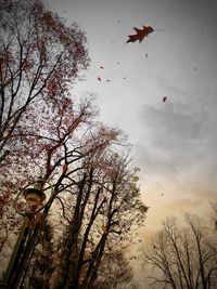 Low angle view of birds flying against sky