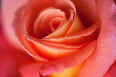 Close-up of red rose