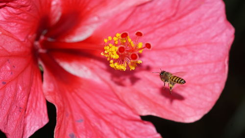 Close-up of bee pollinating flower