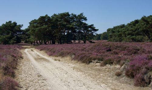 Dirt road amidst trees on field against sky