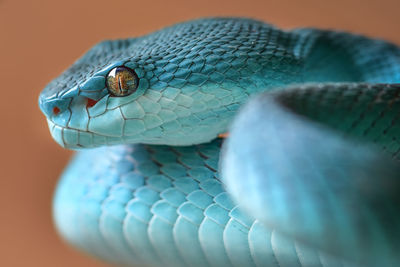 Close-up of snake