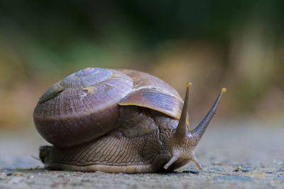 Close-up of snail