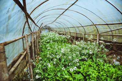 Plants growing in greenhouse