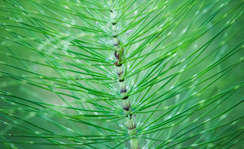 Full frame shot of pine tree on field