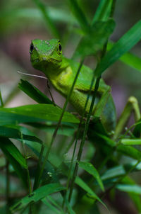 Close-up of green lizard on plant