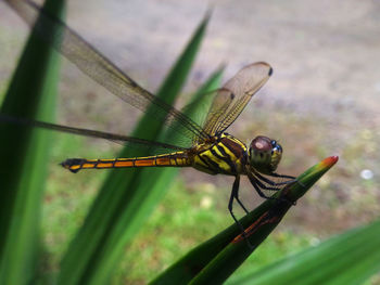 Close-up of dragonfly on plant