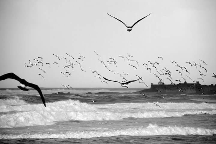 sea, animal, water, animal themes, vertebrate, animal wildlife, bird, group of animals, motion, flying, animals in the wild, wave, large group of animals, nature, sky, horizon over water, flock of birds, beach, spread wings, no people, outdoors, seagull