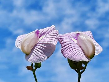 Close-up of pink lotus flower against sky