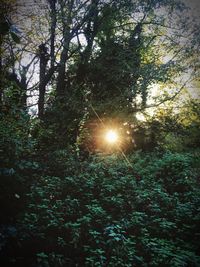 Sun shining through trees in forest