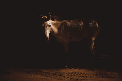 Side view of horse standing against black background