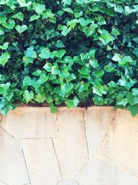 Close-up of ivy growing on wall