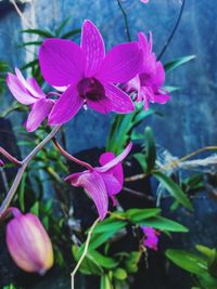 Close-up of pink flowering plant
