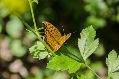 Butterfly on leaves