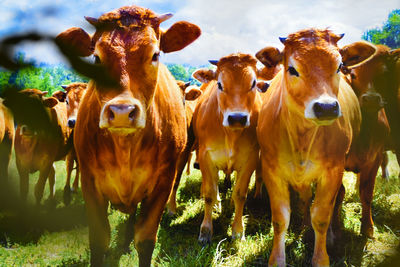 Close-up of cows standing on field