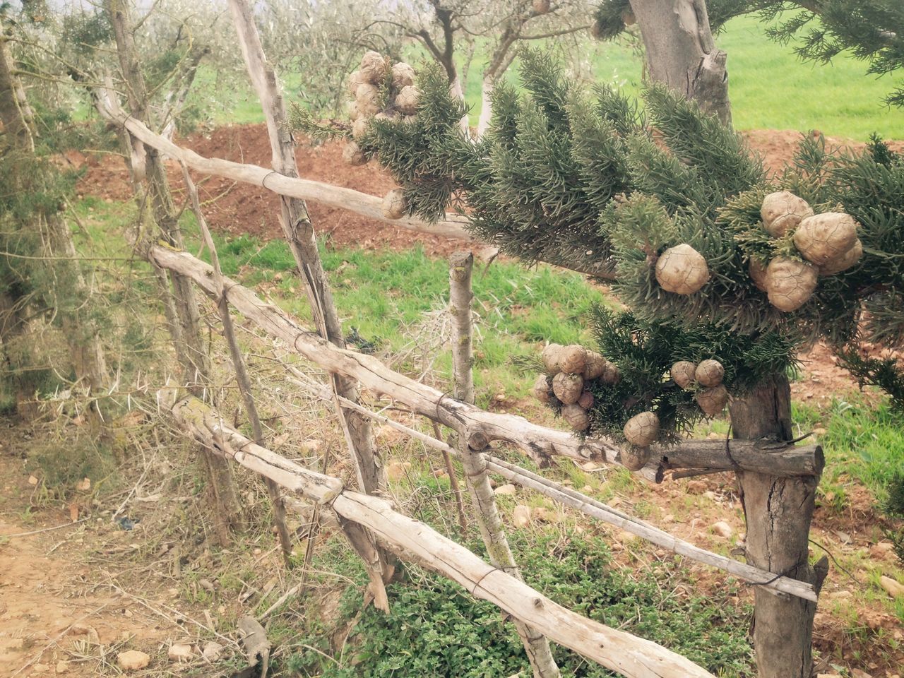 tree, growth, field, tree trunk, nature, grass, tranquility, wood - material, forest, plant, landscape, day, outdoors, tranquil scene, green color, sunlight, no people, branch, fence, log