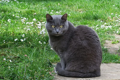 Sweetness of a grey cat sitting in a green field looking at camera with attention 