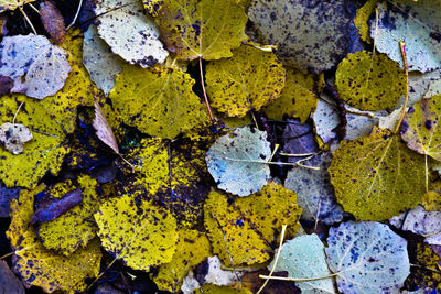 Leaves floating on water