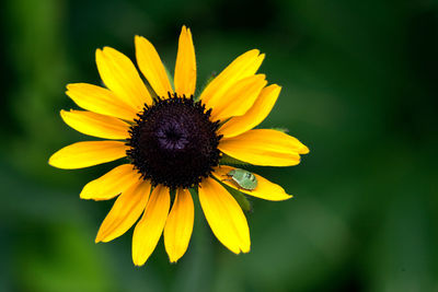 Close-up of bee pollinating sunflower