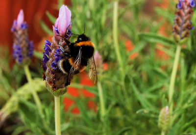 Close-up of bee on purple flower