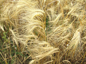 Close-up of crop in field