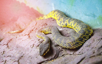 High angle view of snake on rock in zoo