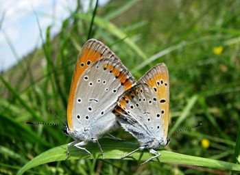 Close-up of butterflies on leaf