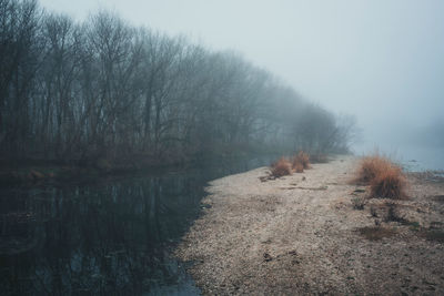 View of a lake with bare trees in the background