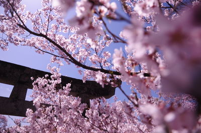 Low angle view of pink cherry blossom tree in full bloom