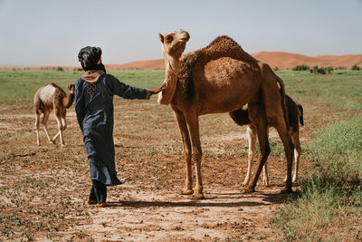 Camels standing on field