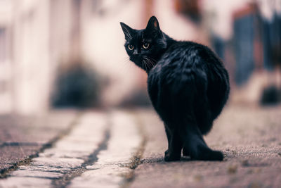 Portrait of black cat on footpath